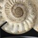 Fossile d'ammonite sur support