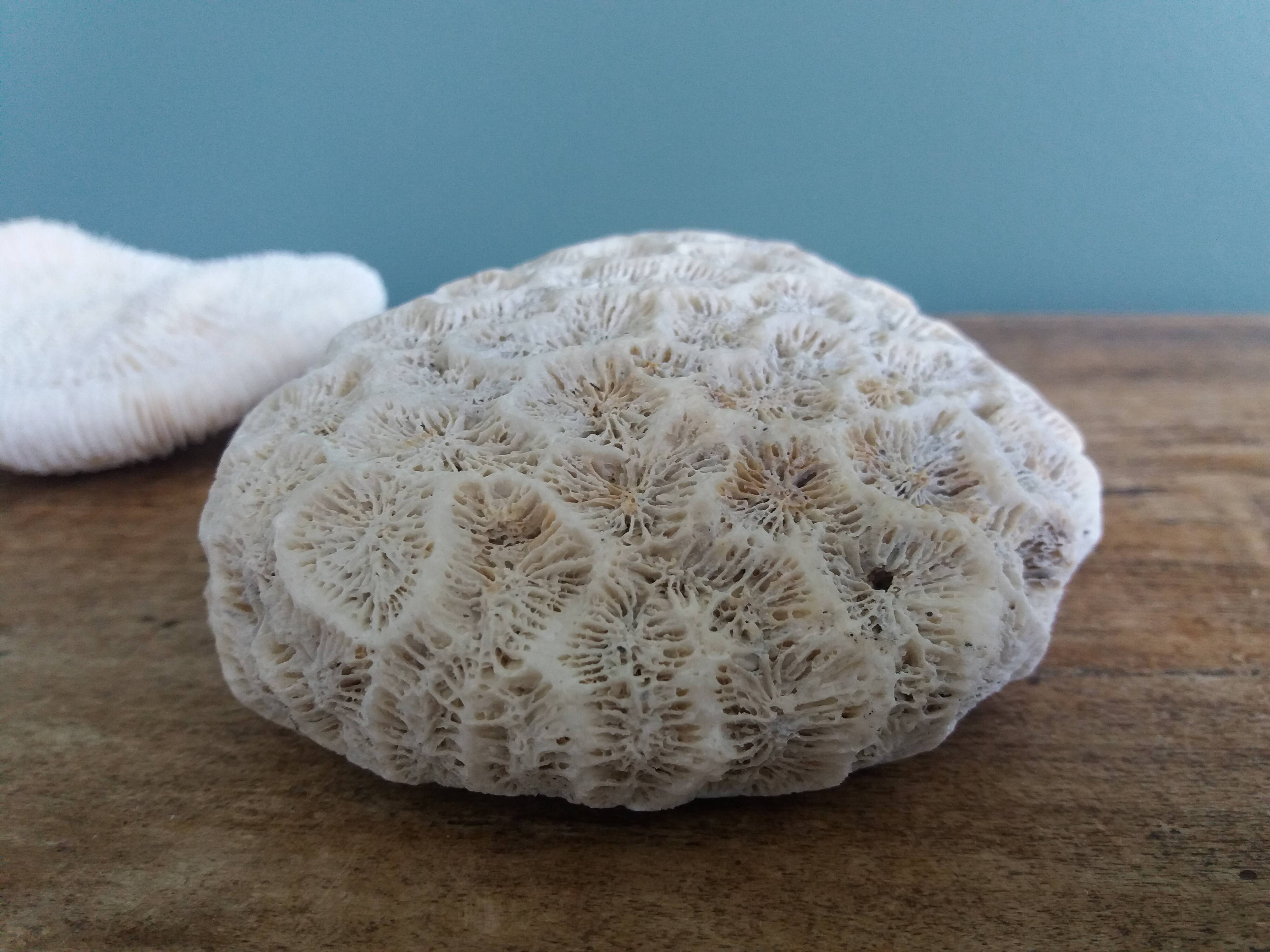 mushroom coral Fungia and Mussismilia brain coral