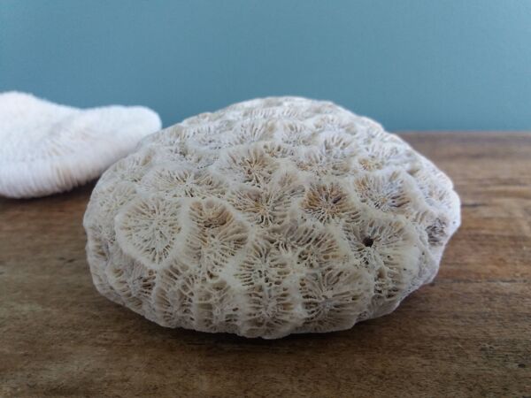 corail champignon Fungia et Mussismilia corail cerveau
