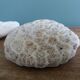 corail champignon Fungia et Mussismilia corail cerveau
