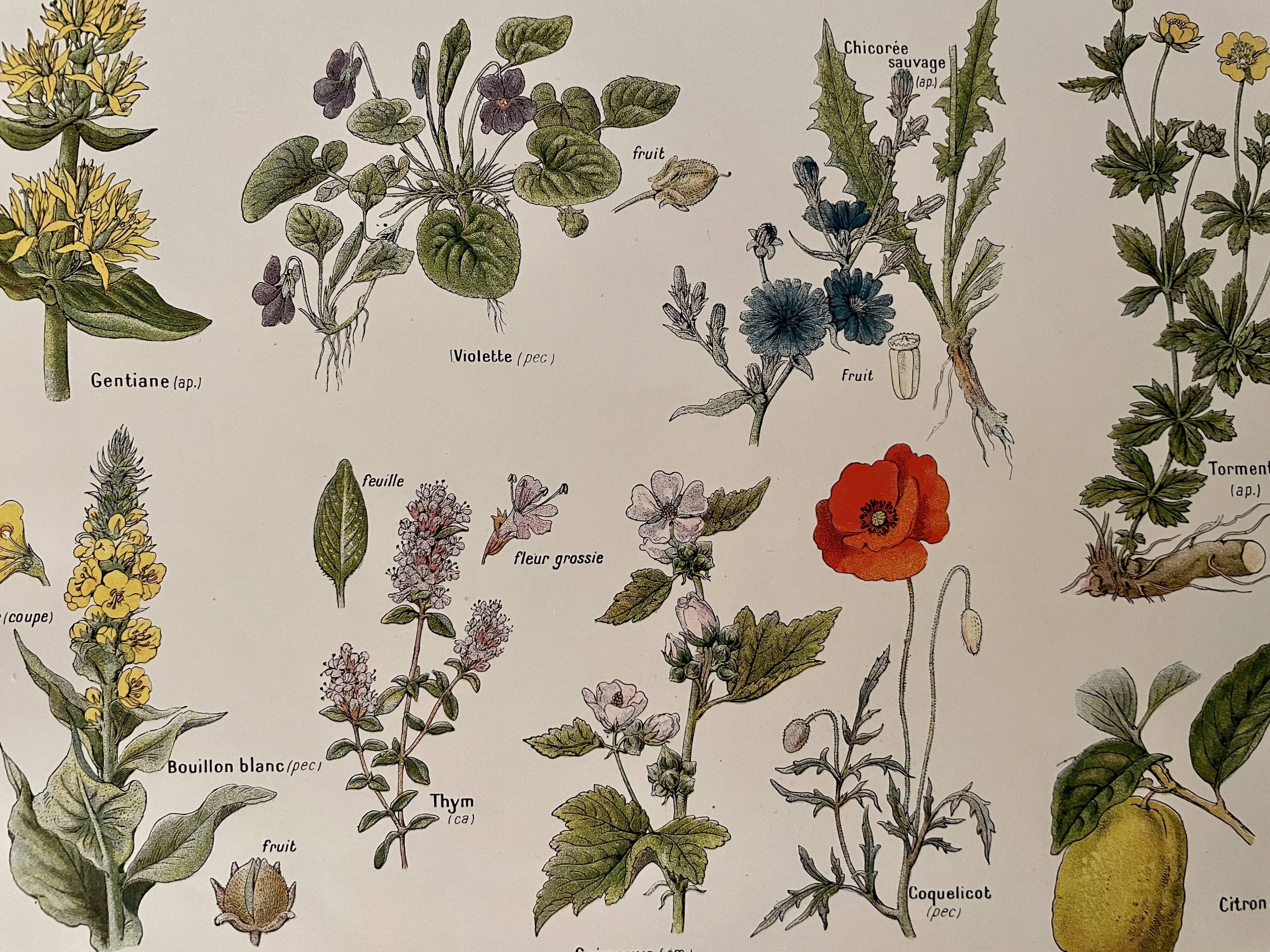 Lithographie plantes médicinales de 1921 (XXIV)