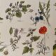 Lithographie plantes médicinales de 1921 (XXIV)