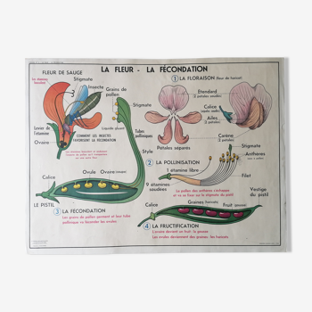 Affiche scolaire des années 50 mdi, la fleur, la fécondation - la multiplication végétative