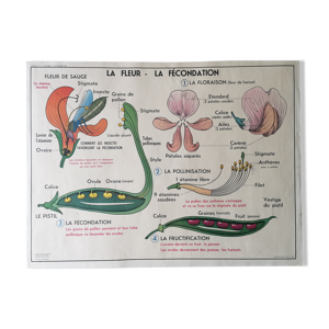 Affiche scolaire des années 50