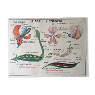 Affiche scolaire des années 50 mdi, la fleur, la fécondation - la multiplication végétative