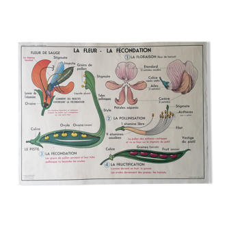 School poster of the 50s MDI: The Flower, fertilization - Vegetative Multiplication.