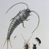 Old illustration "insects", 1960s