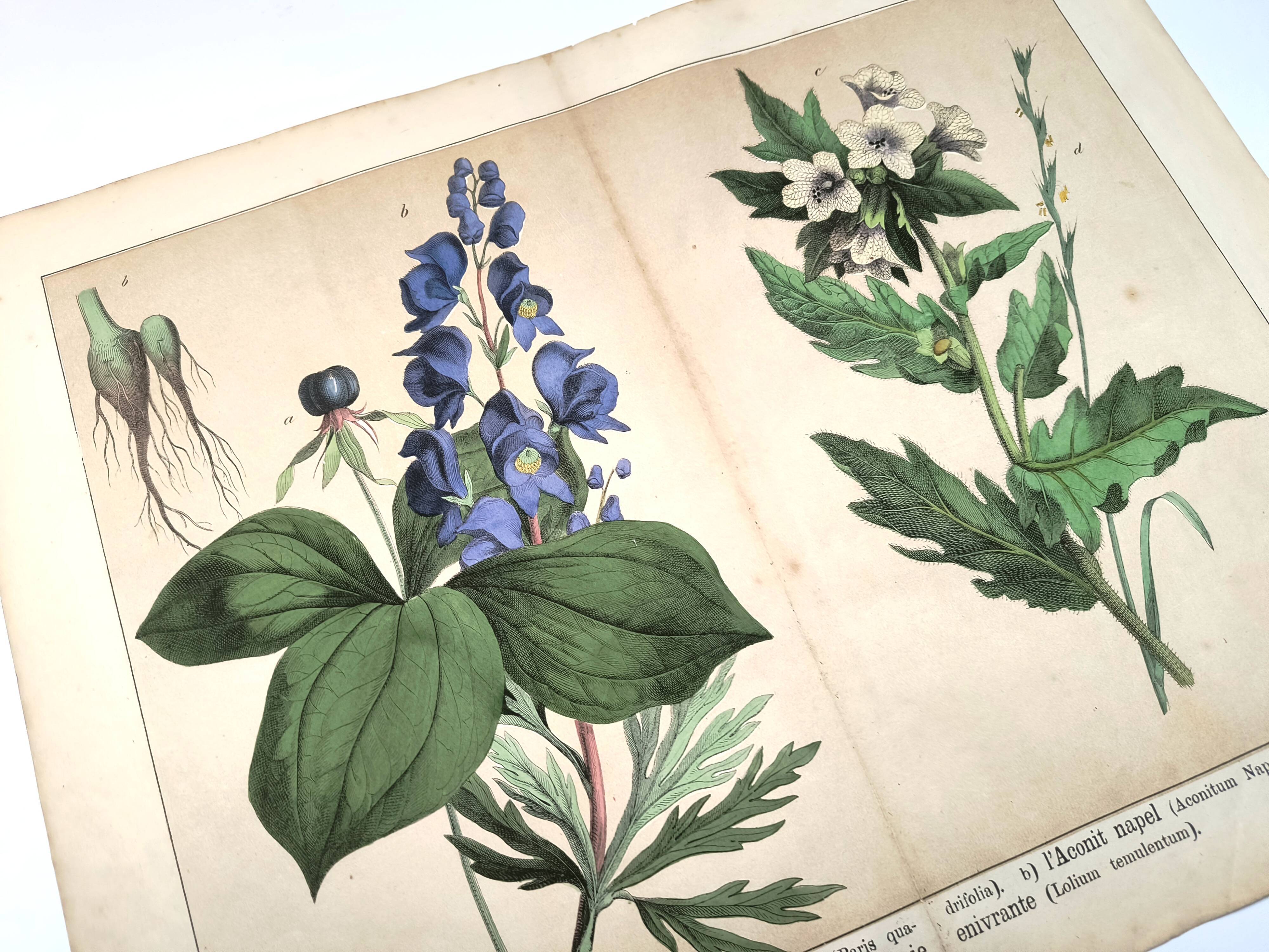 Botanical engraving from 1870 - Poisonous plants, - Lithograph, plate