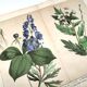Botanical engraving from 1870 - Poisonous plants, - Lithograph, plate