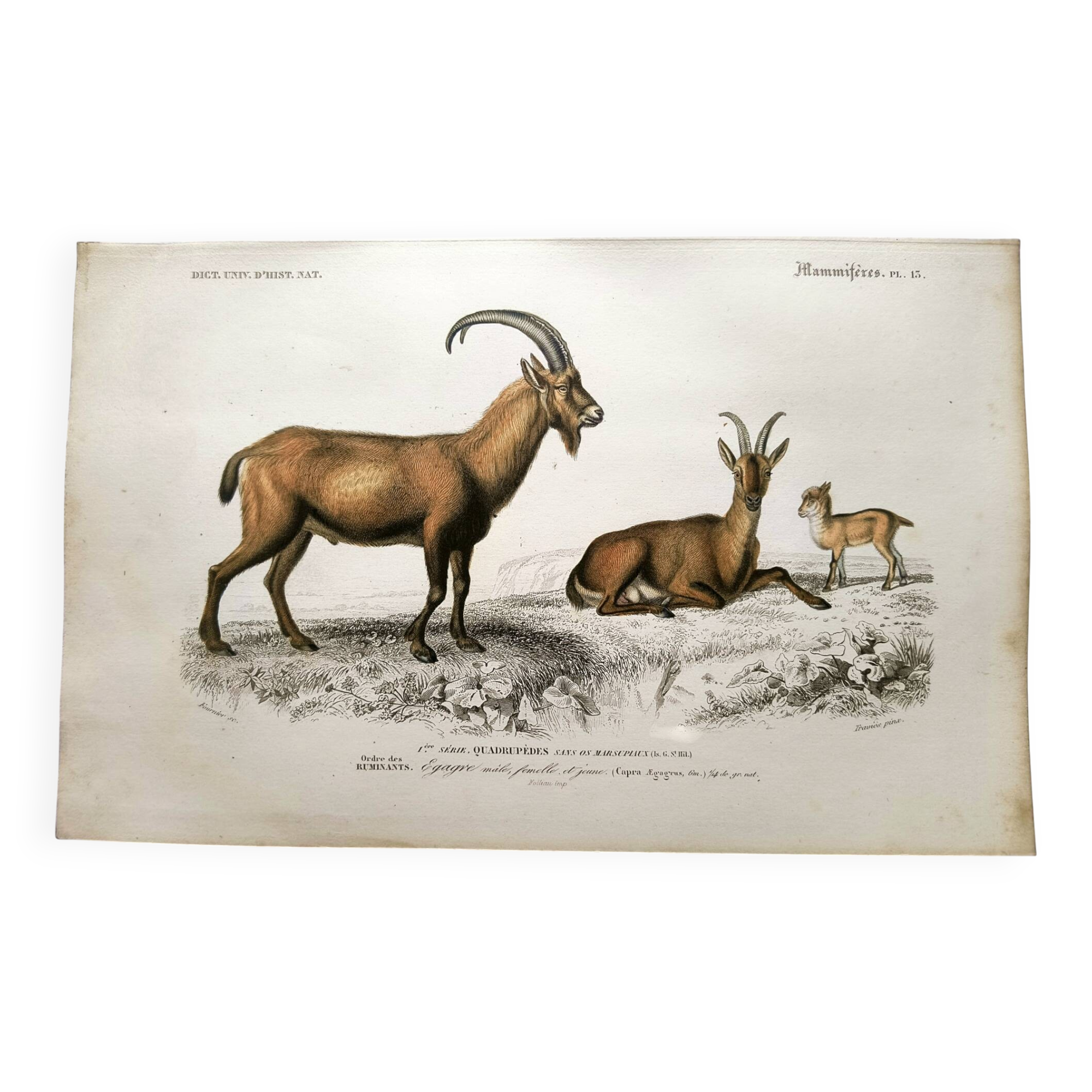 Old engraving from 1849. Egagre by E.Travies. Atlas of Orbigny. color