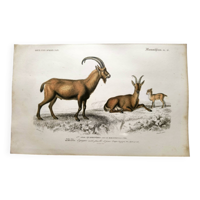 Gravure ancienne de 1849. Egagre de E.Travies. Atlas d’Orbigny. couleur