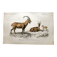 Old engraving from 1849. Egagre by E.Travies. Atlas of Orbigny. color