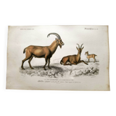 Gravure ancienne de 1849. Egagre de E.Travies. Atlas d’Orbigny. couleur