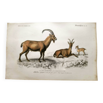 Old engraving from 1849. Egagre by E.Travies. Atlas of Orbigny. color