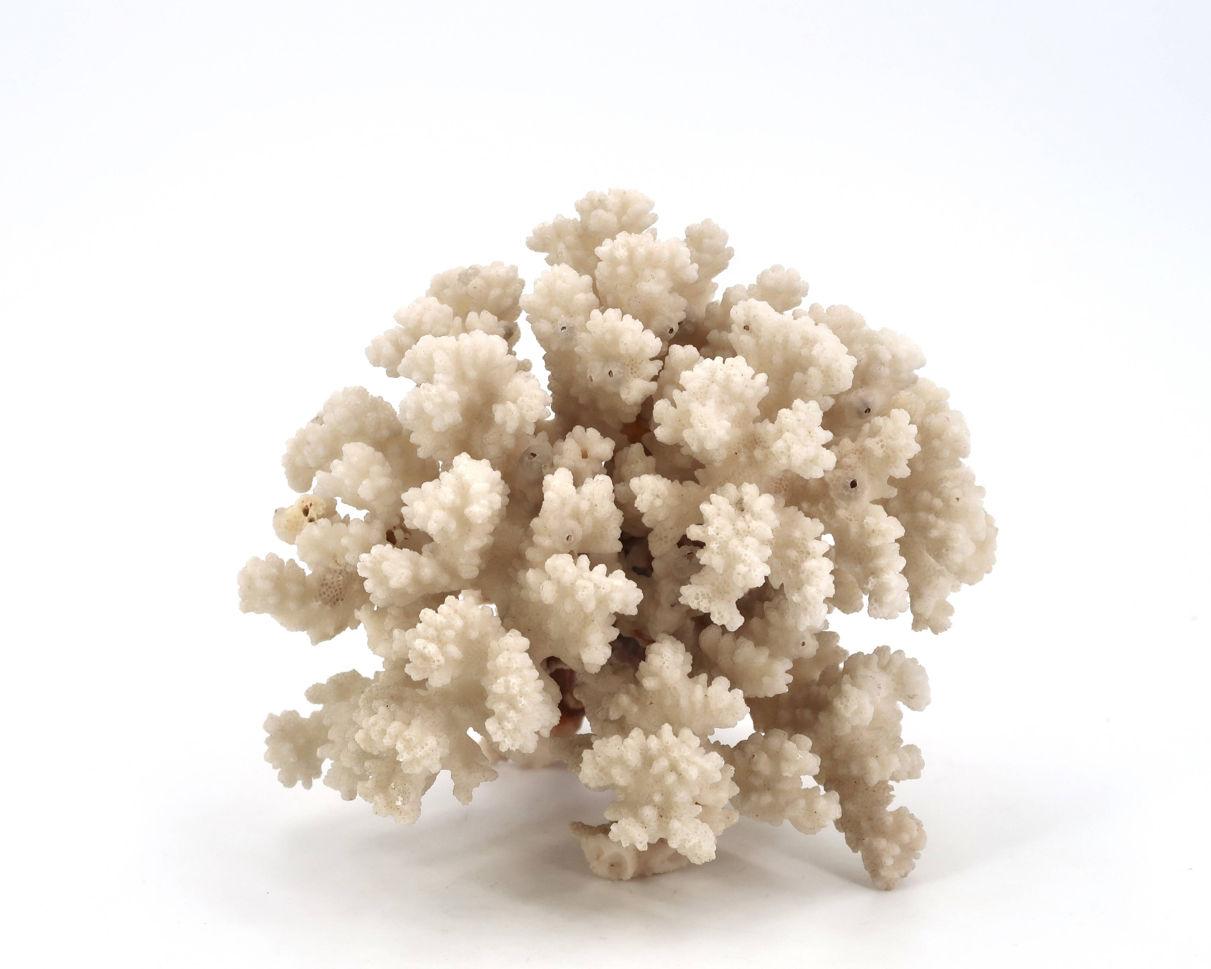 Large white coral, 1970s