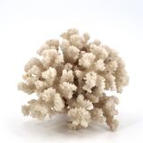 Large white coral, 1970s