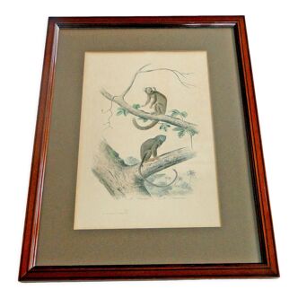 Animal engraving xixth illustration travies art framing cabinet of curiosities n° 6