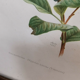 Lithograph hippolais icterina vintage bird (19x27cm)