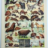Old engraving 1928, Fur animals, Coat, mammal.. • Lithograph, original illustration