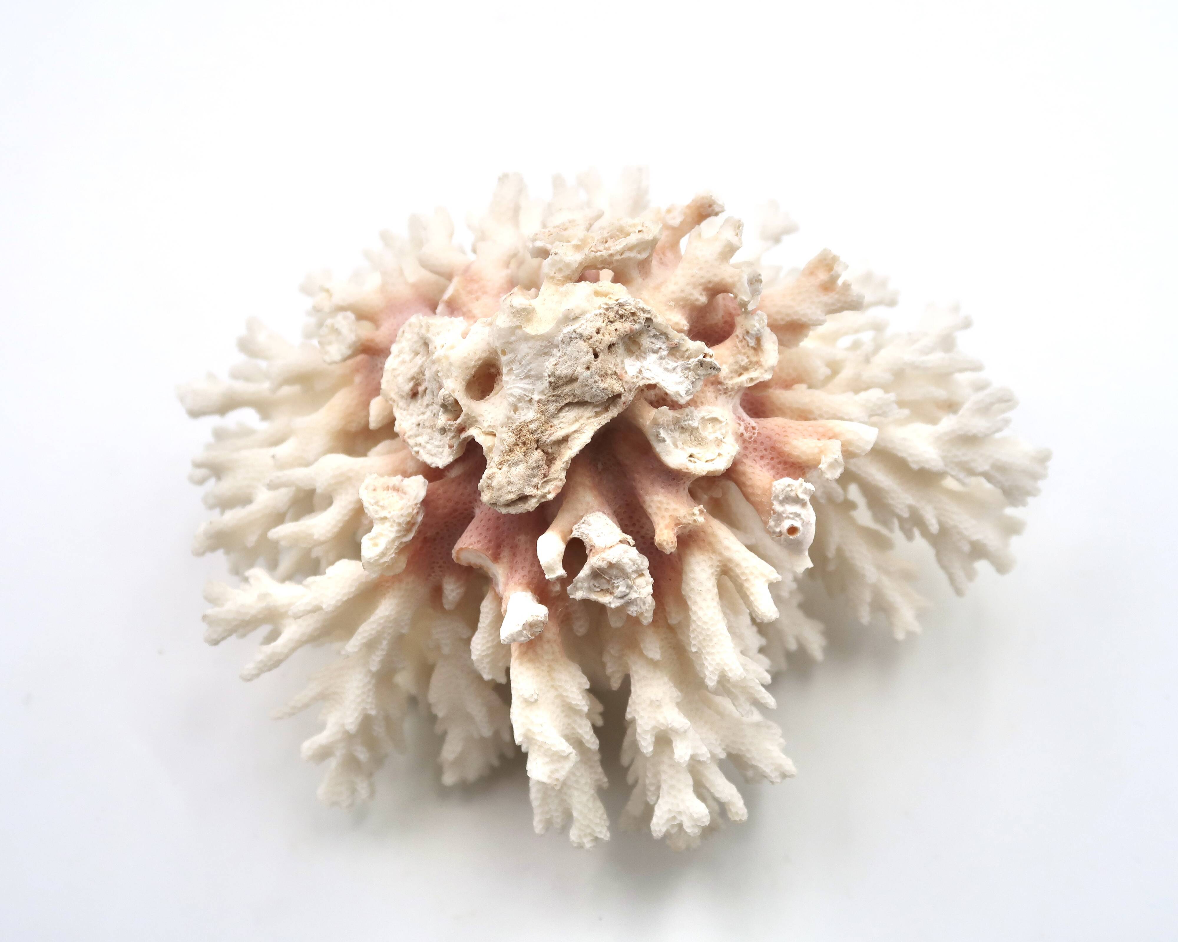 Old branch of white coral, 1970s