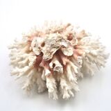 Old branch of white coral, 1970s