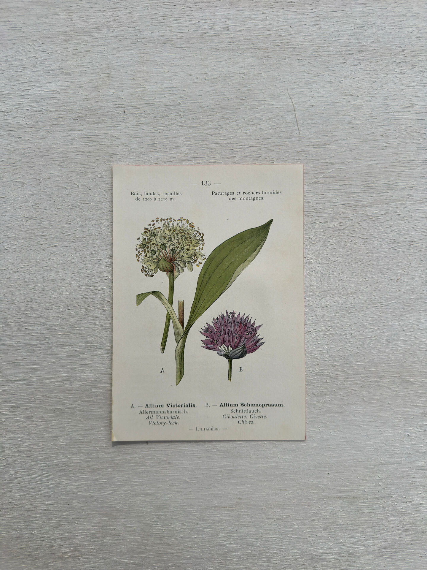 Botanical Plate 1800 Old naturalist engraving 19th century double-sided