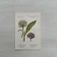Botanical Plate 1800 Old naturalist engraving 19th century double-sided
