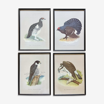 Ensemble de 4 estampes d’oiseaux vintage avec cadres noirs par Grant’s