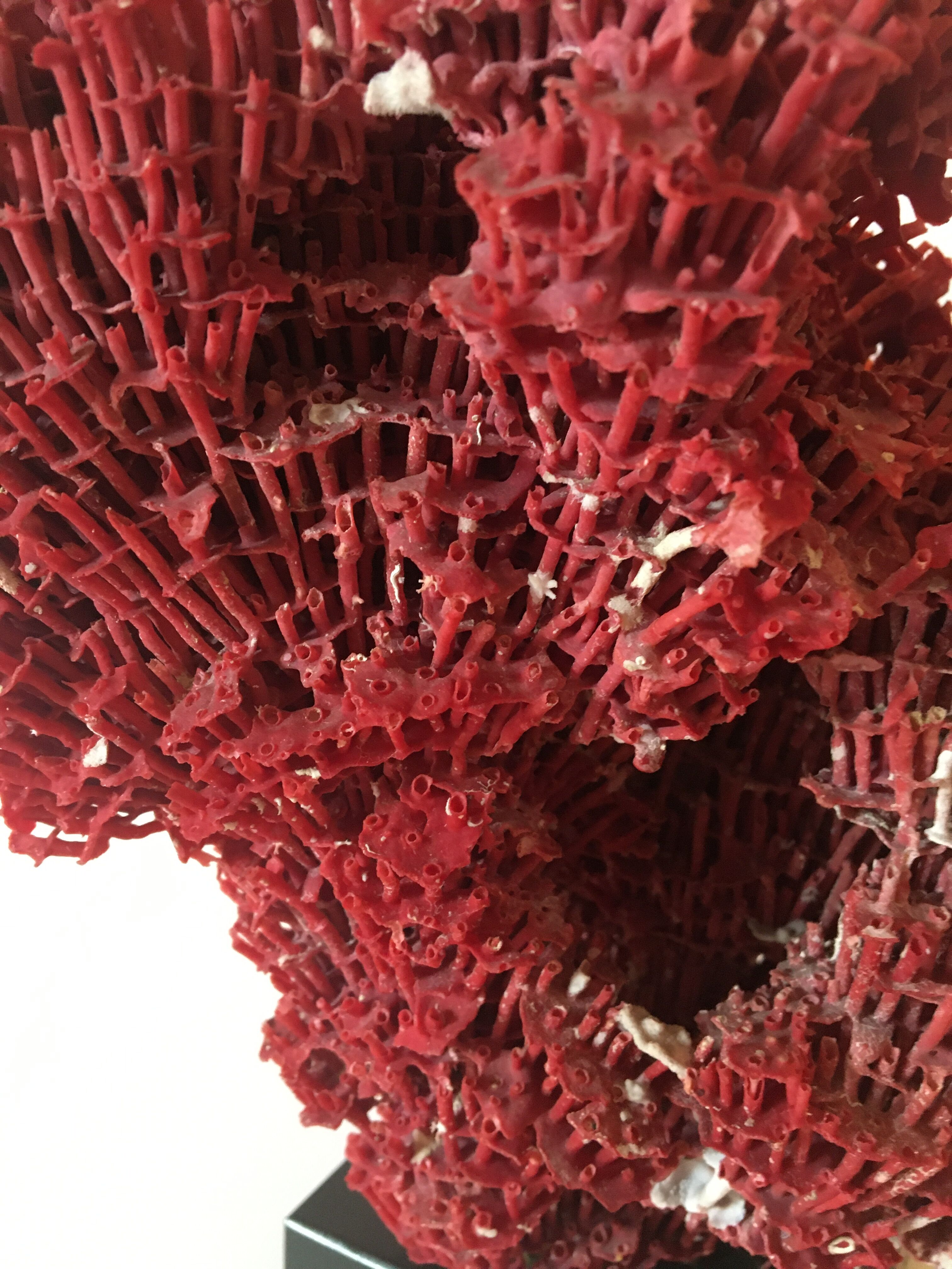 Corail rouge Tubipora Musica, années 70