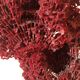 Corail rouge Tubipora Musica, années 70