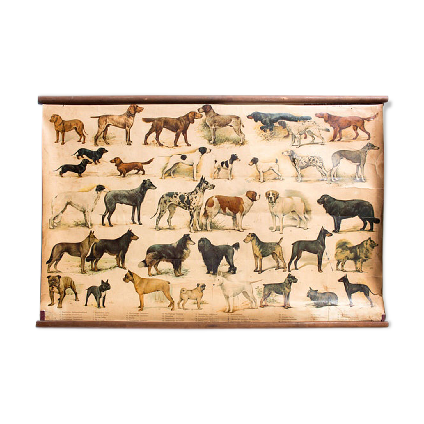 Poster "Breed of dogs" 1952