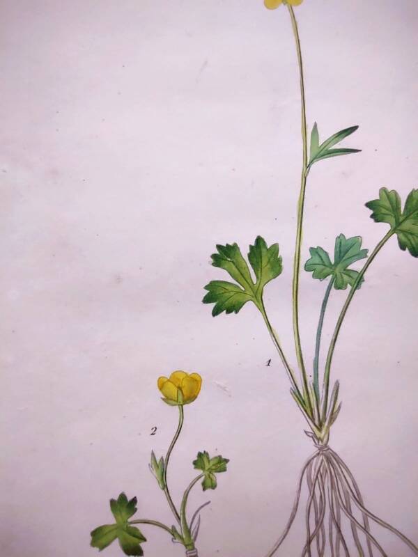 Antique botanical engraving from 1829 - Lapland buttercup - By PA Poiteau. Hand colored. Litho