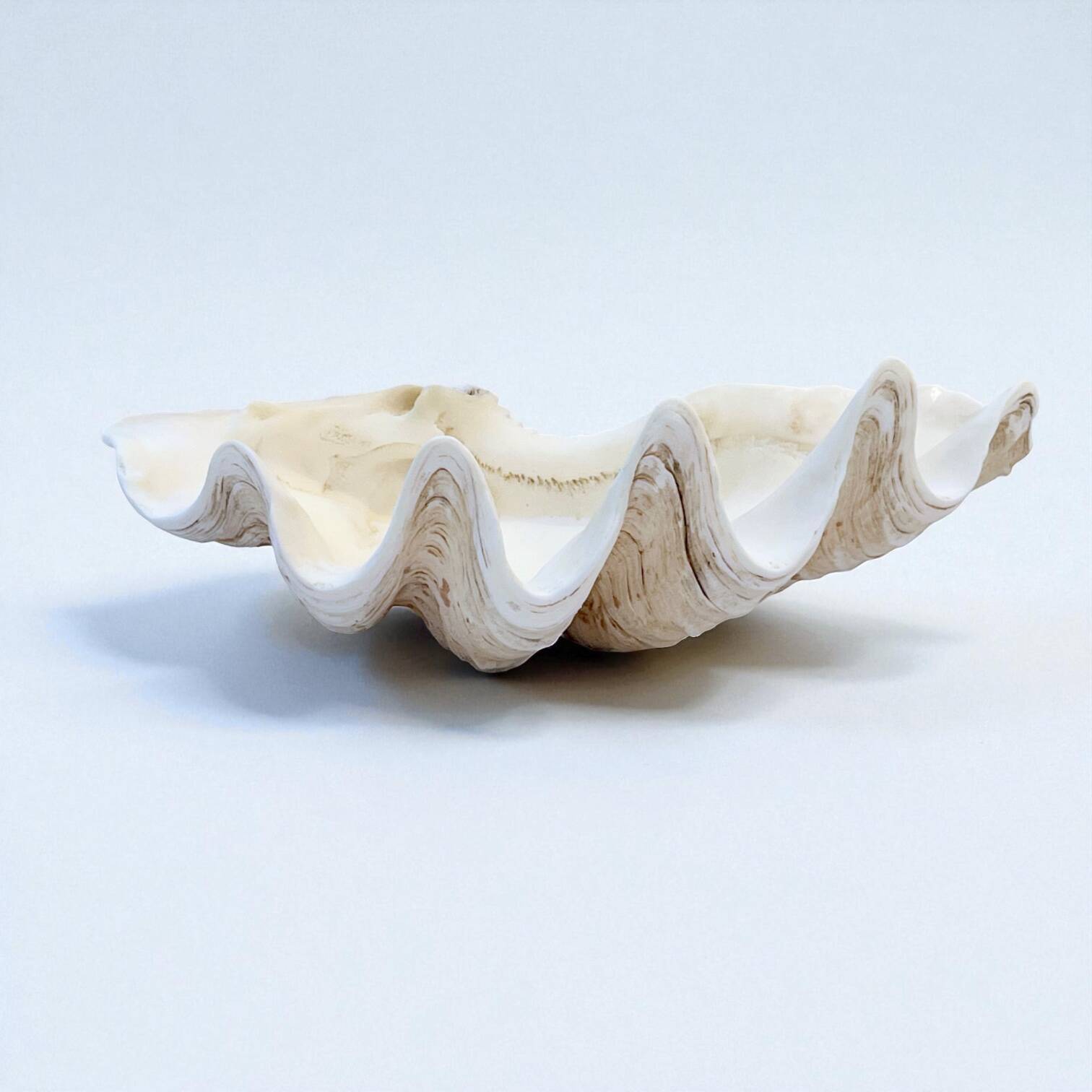 large natural Tridacna clam shell pocket emptier from the 70s