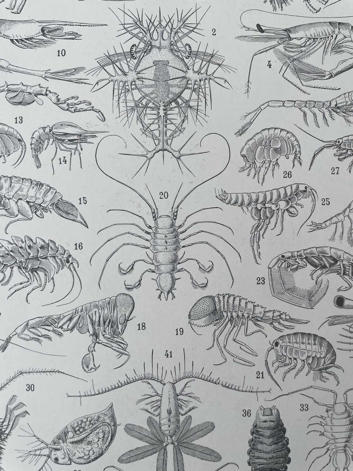 Set of 2 lithographs on the marine world