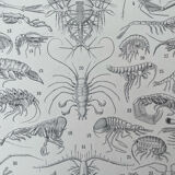 Set of 2 lithographs on the marine world