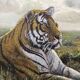Oil on canvas, resting tiger