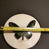 Curved naturalized butterfly frame