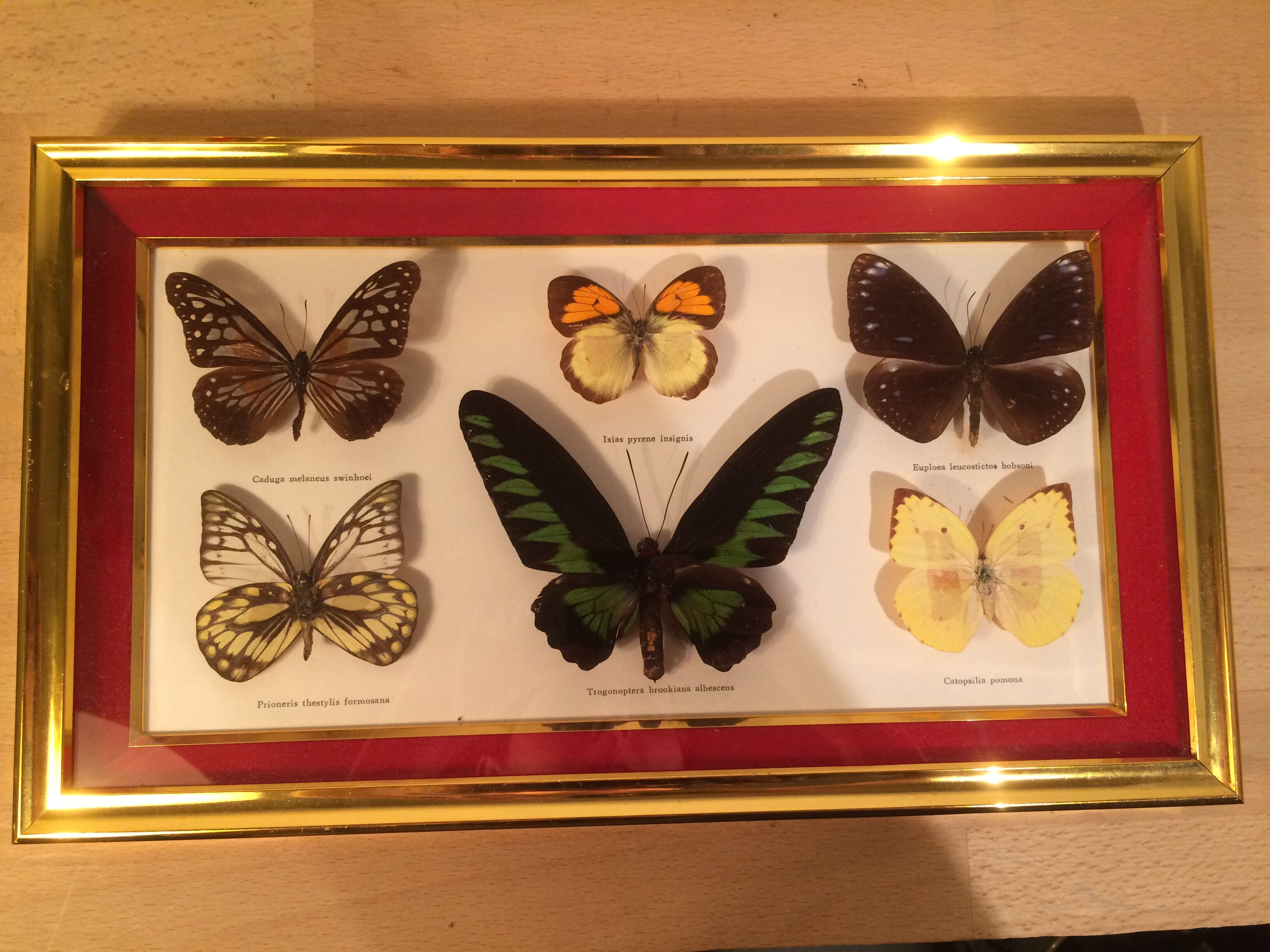 Pair of naturalized butterfly frames