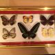 Pair of naturalized butterfly frames