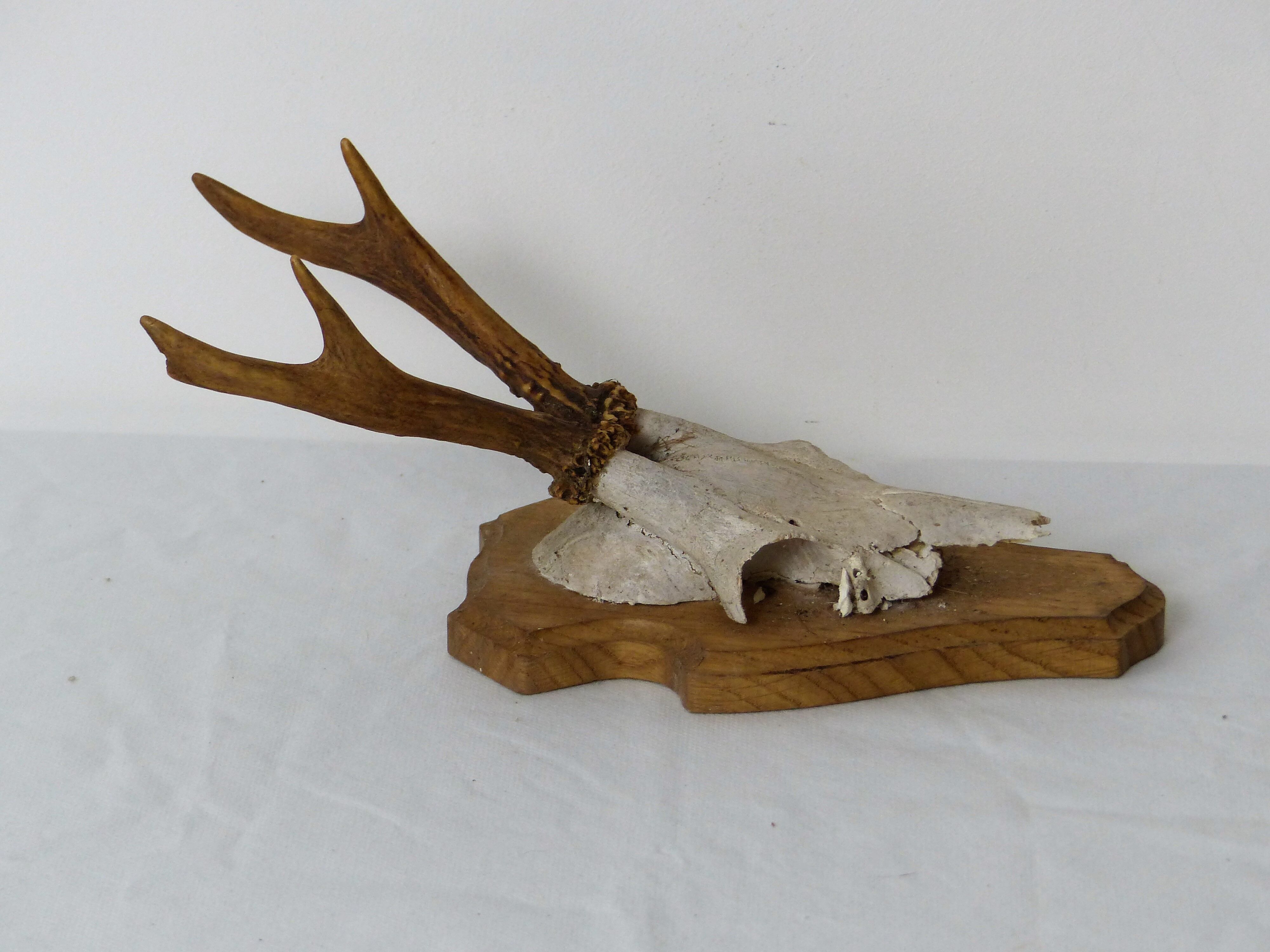Deer massacre trophy