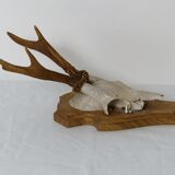 Deer massacre trophy