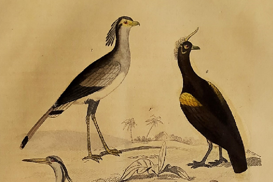 Original ornithological plate " Secretary - Kamichi - &c... Buffon (1837)