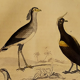 Original ornithological plate " Secretary - Kamichi - &c... Buffon (1837)