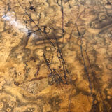 Pedestal table / side table Art Deco era in walnut bramble veneer