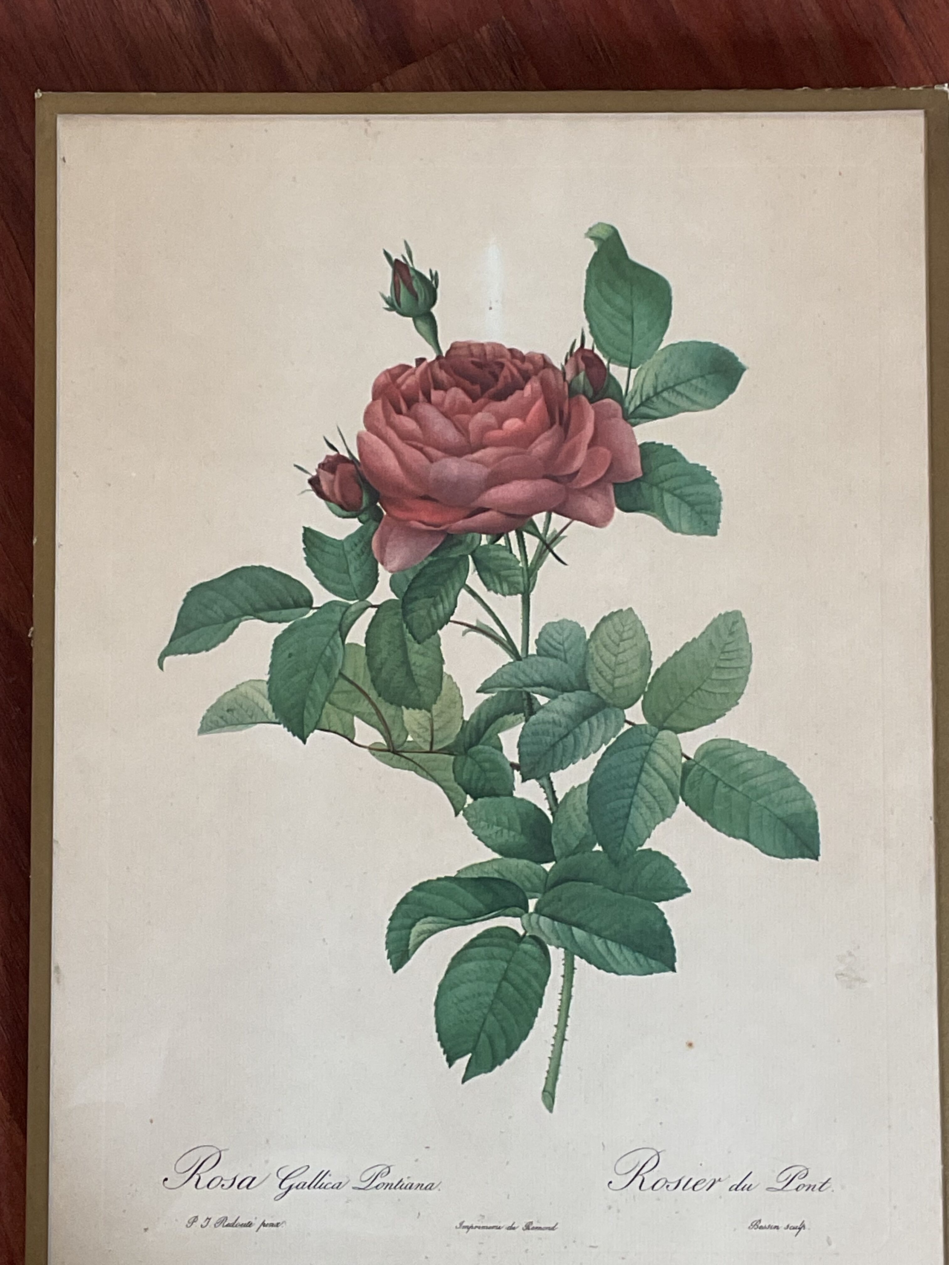 Botany illustration Redouté