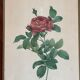 Botany illustration Redouté