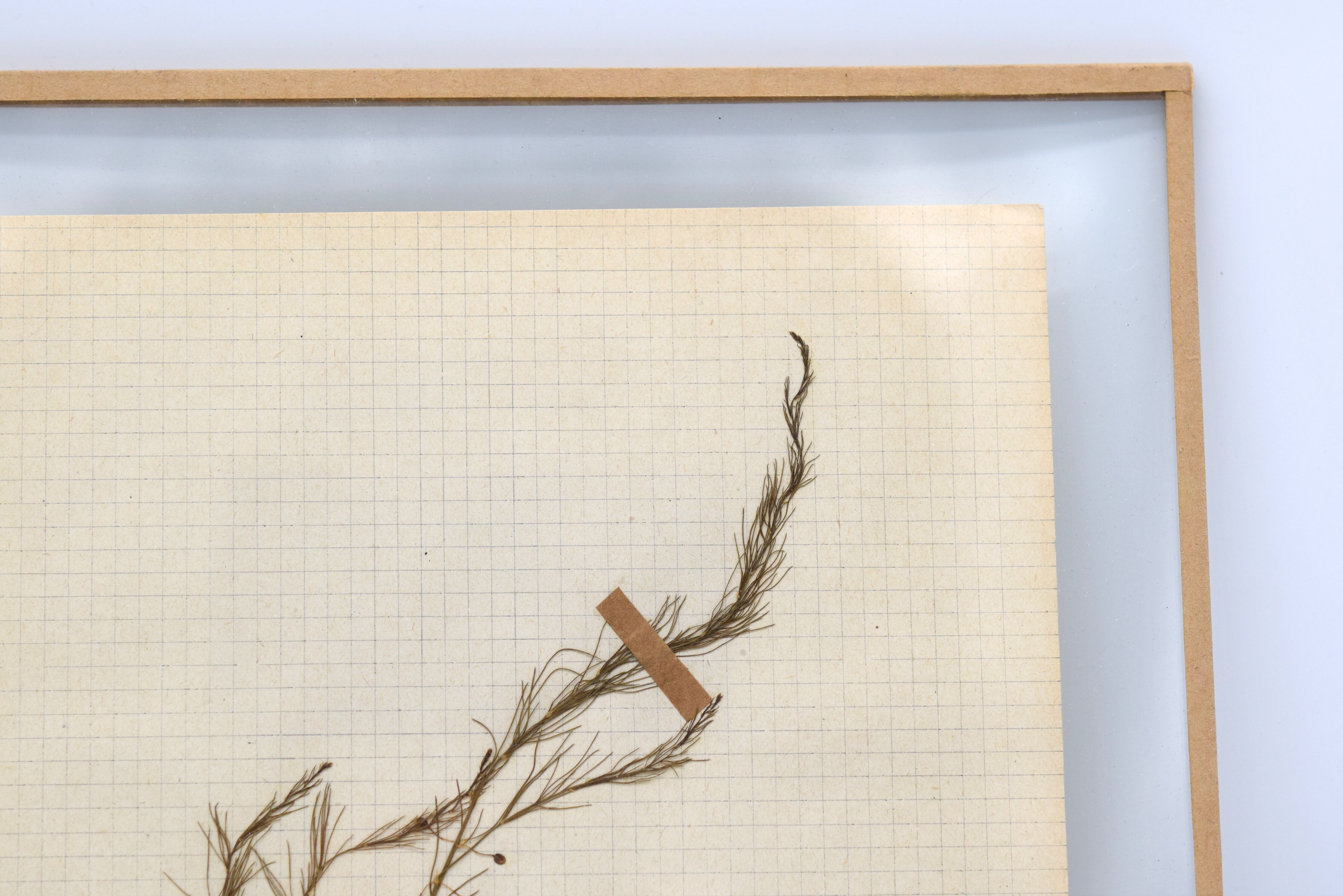 George Bert Herbarium