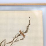 George Bert Herbarium