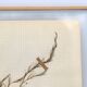 George Bert Herbarium