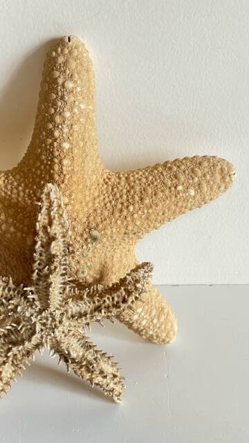 Vintage starfish